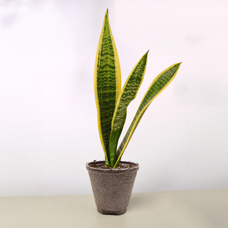 Load image into Gallery viewer, Snake Plant 'Laurentii'
