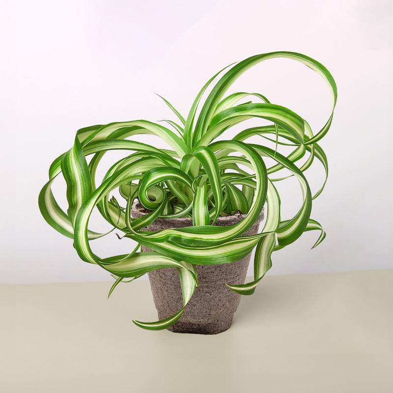 Load image into Gallery viewer, Spider Plant 'Bonnie'
