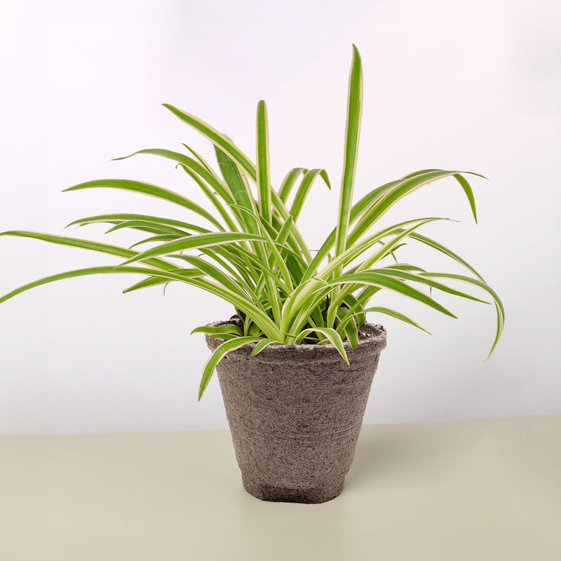 Load image into Gallery viewer, Spider Plant 'Reverse'
