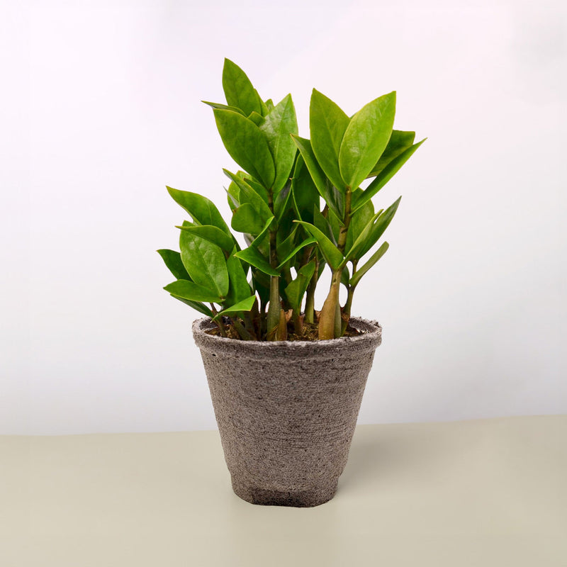 Load image into Gallery viewer, Zamioculcas Zamiifolia 'ZZ'
