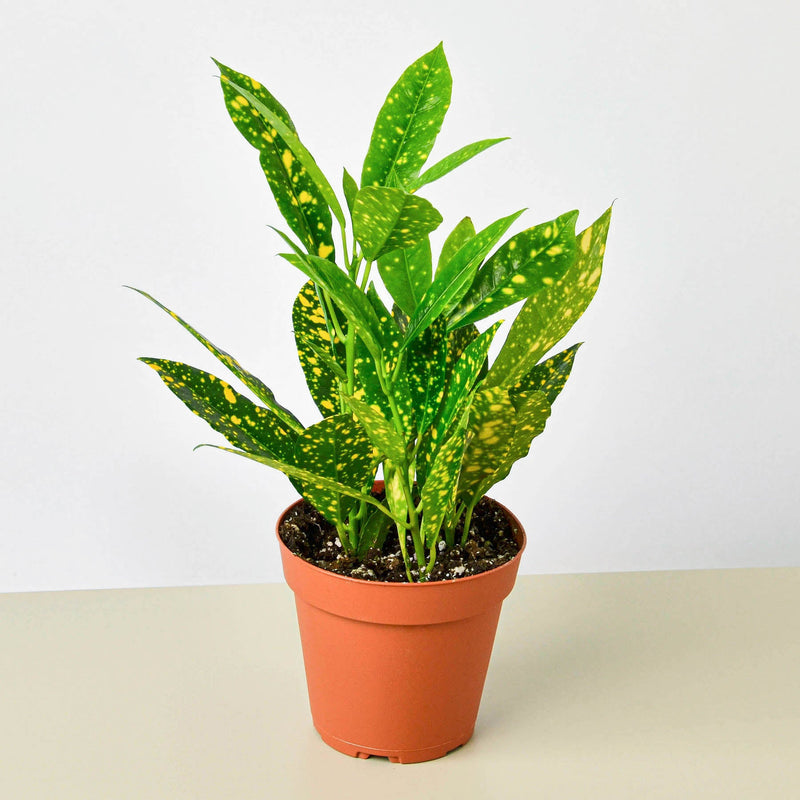 Load image into Gallery viewer, Croton 'Gold Dust'
