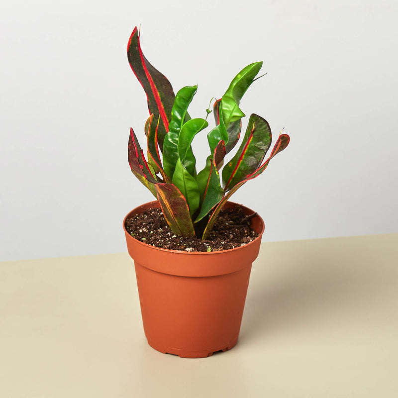 Load image into Gallery viewer, Croton Mammy
