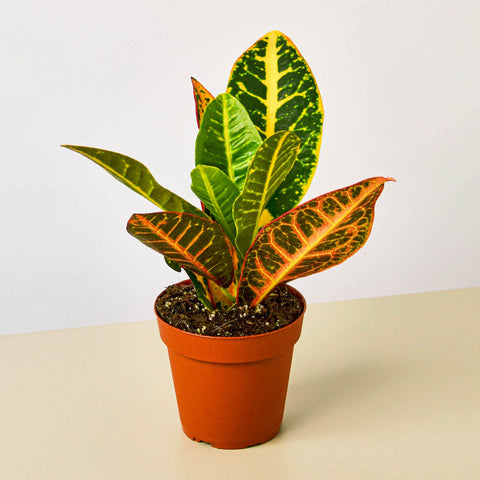 Croton Petra, Joseph's Coat