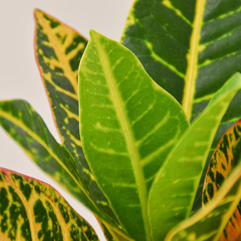 Croton Petra 'Joseph's Coat', additional product view 2