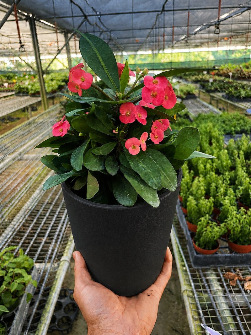 Load image into Gallery viewer, Crown of Thorns
