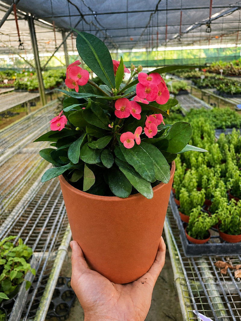 Load image into Gallery viewer, Crown of Thorns
