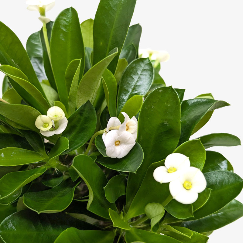 Load image into Gallery viewer, Crown of Thorns

