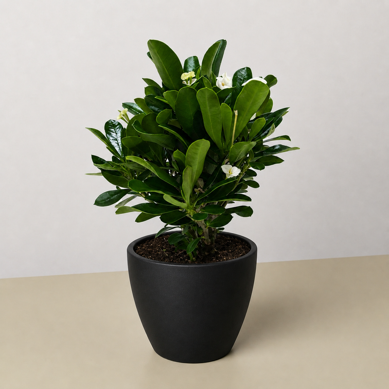 Load image into Gallery viewer, Crown of Thorns
