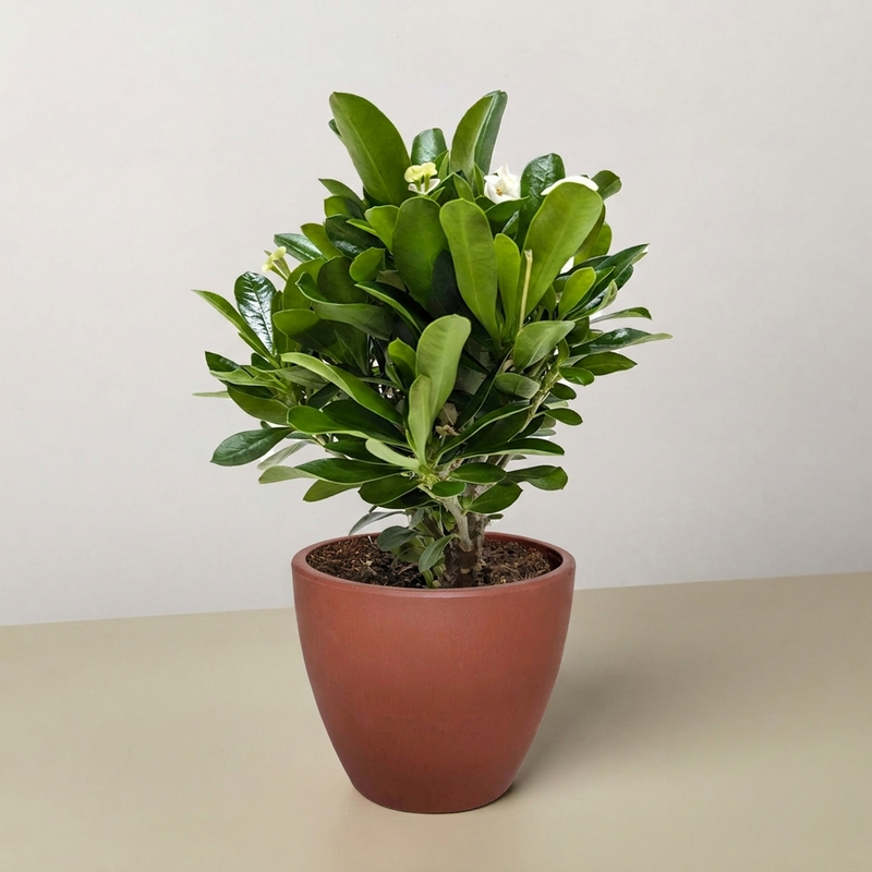 Load image into Gallery viewer, Crown of Thorns
