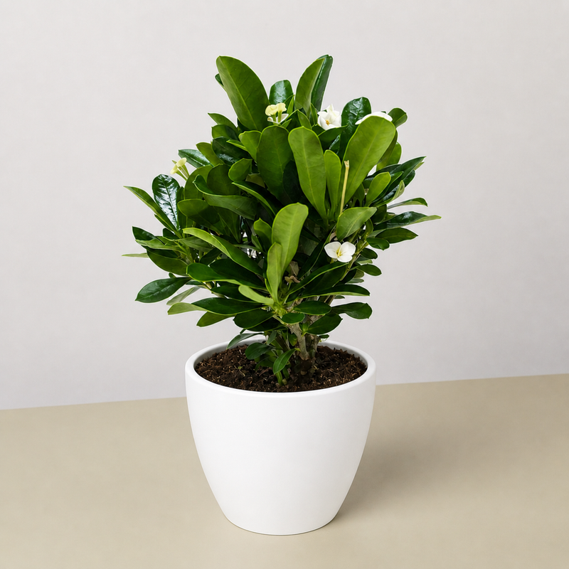Load image into Gallery viewer, Crown of Thorns
