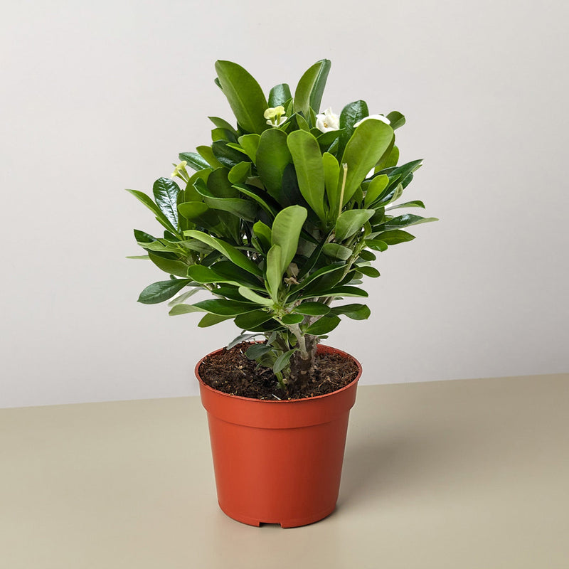 Load image into Gallery viewer, Crown of Thorns
