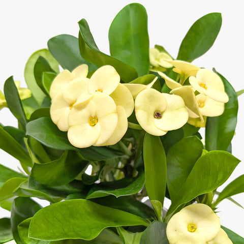 Crown of Thorns, additional product view 2