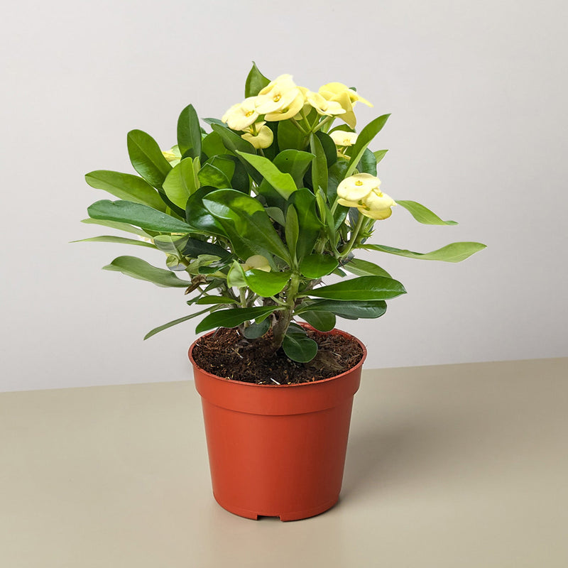Load image into Gallery viewer, Crown of Thorns
