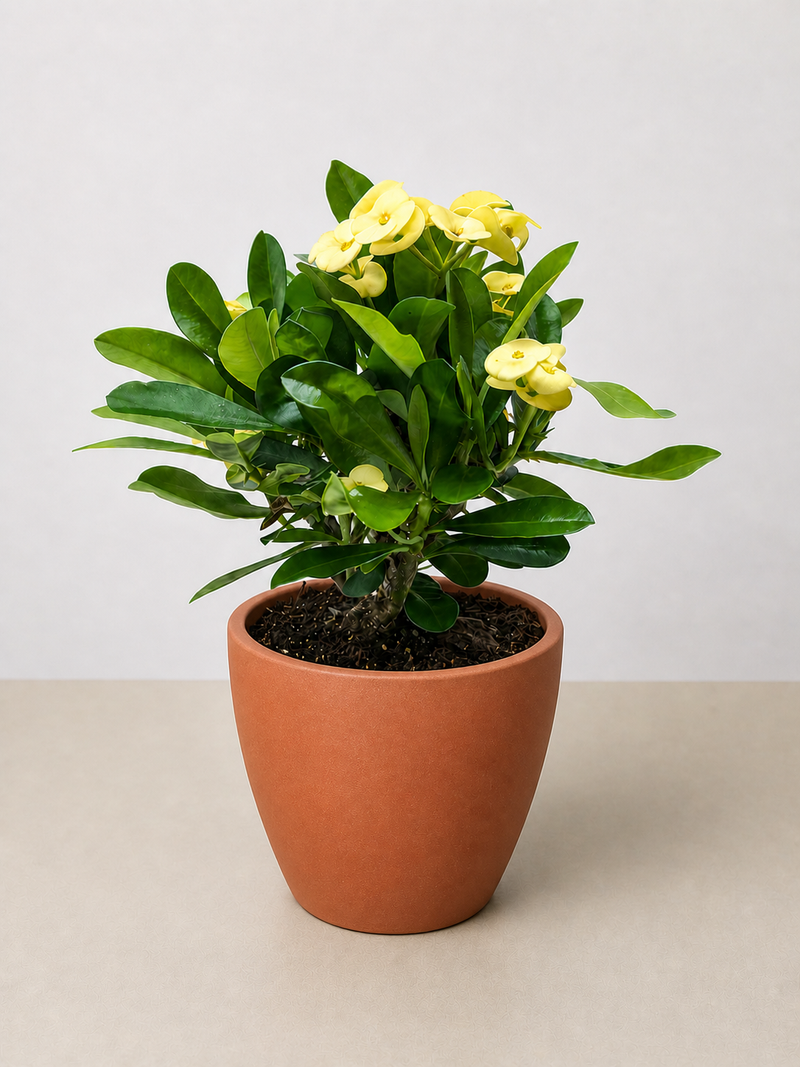 Load image into Gallery viewer, Crown of Thorns
