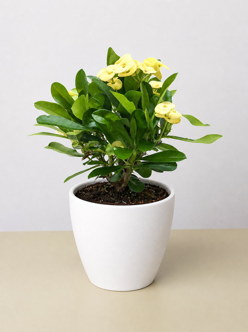 Load image into Gallery viewer, Crown of Thorns
