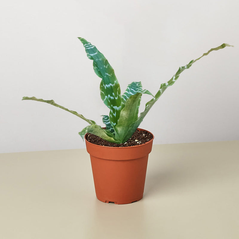 Load image into Gallery viewer, Cryptanthus 'Betty'
