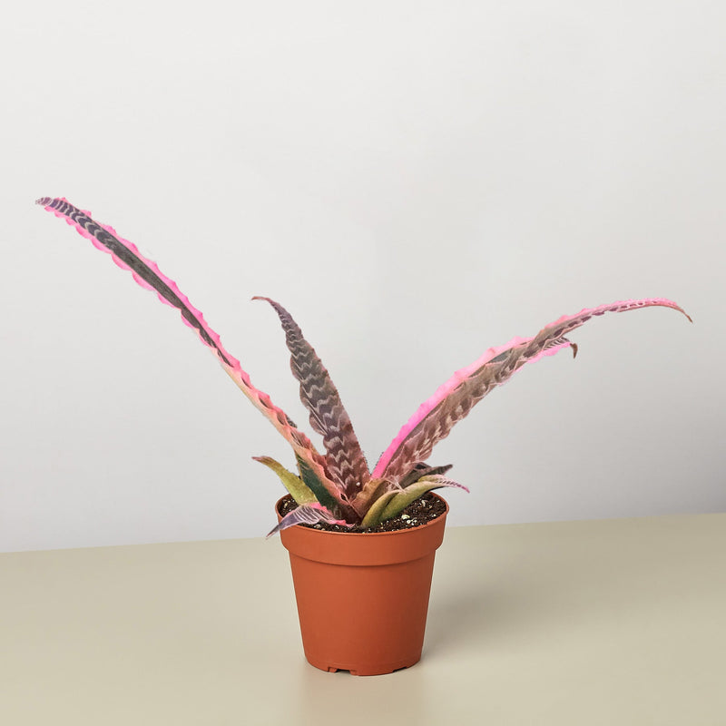 Load image into Gallery viewer, Cryptanthus 'Elaine'
