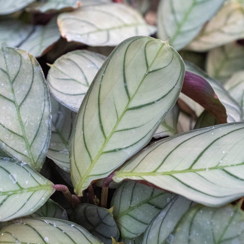 Ctenanthe burle-marxii 'Amagris', additional product view 2