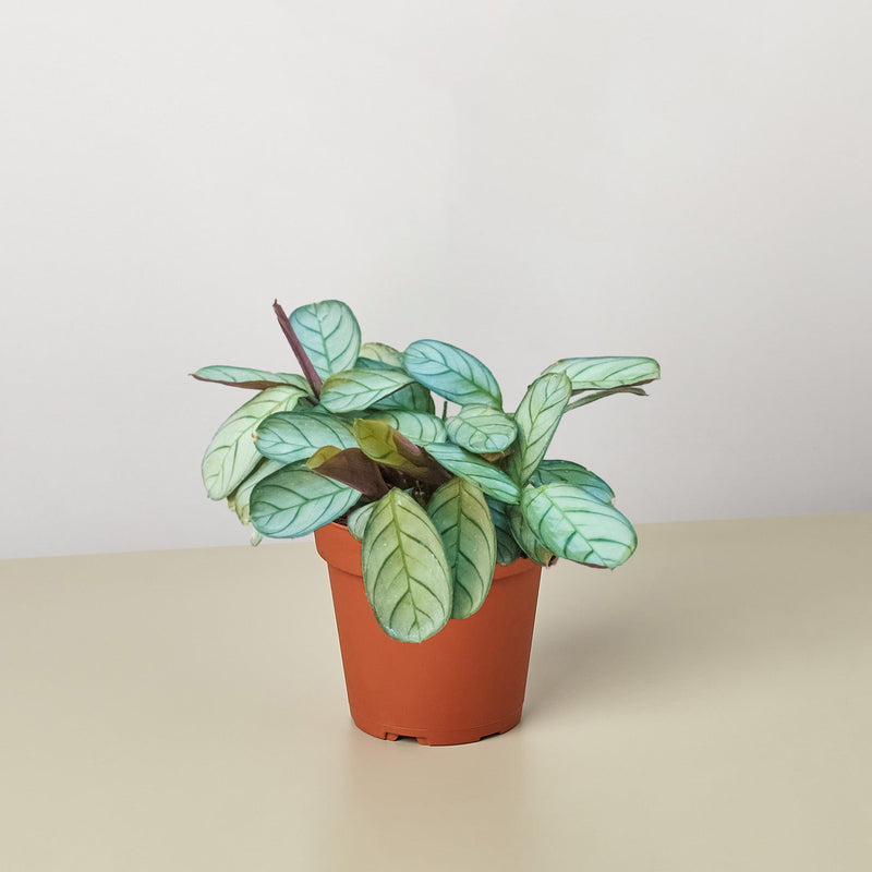 Load image into Gallery viewer, Ctenanthe burle-marxii 'Amagris'
