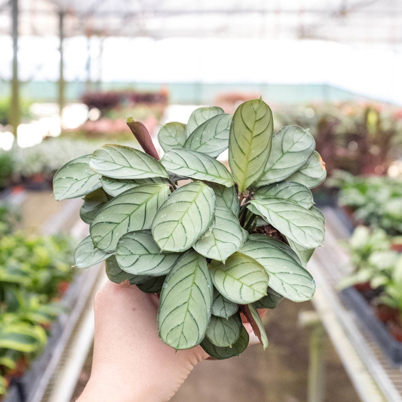 Load image into Gallery viewer, Ctenanthe burle-marxii 'Amagris'
