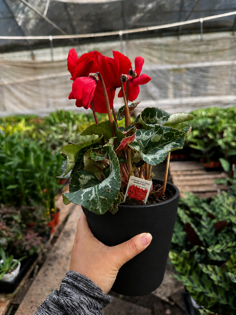 Load image into Gallery viewer, Cyclamen 'Red'
