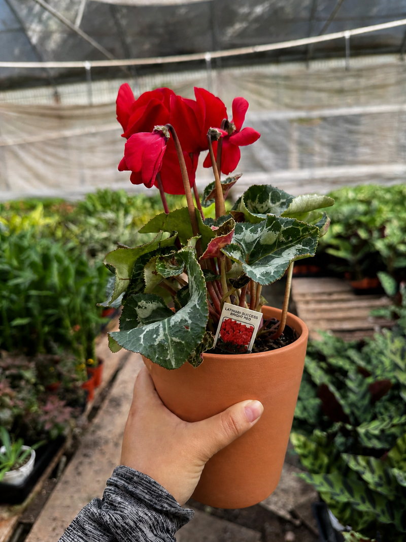 Load image into Gallery viewer, Cyclamen 'Red'
