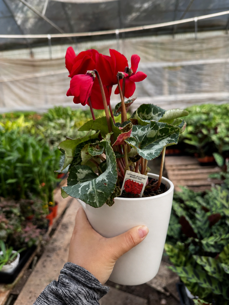 Load image into Gallery viewer, Cyclamen 'Red'
