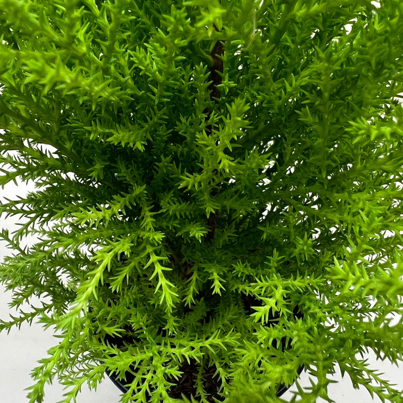 Load image into Gallery viewer, Cypress Lemon
