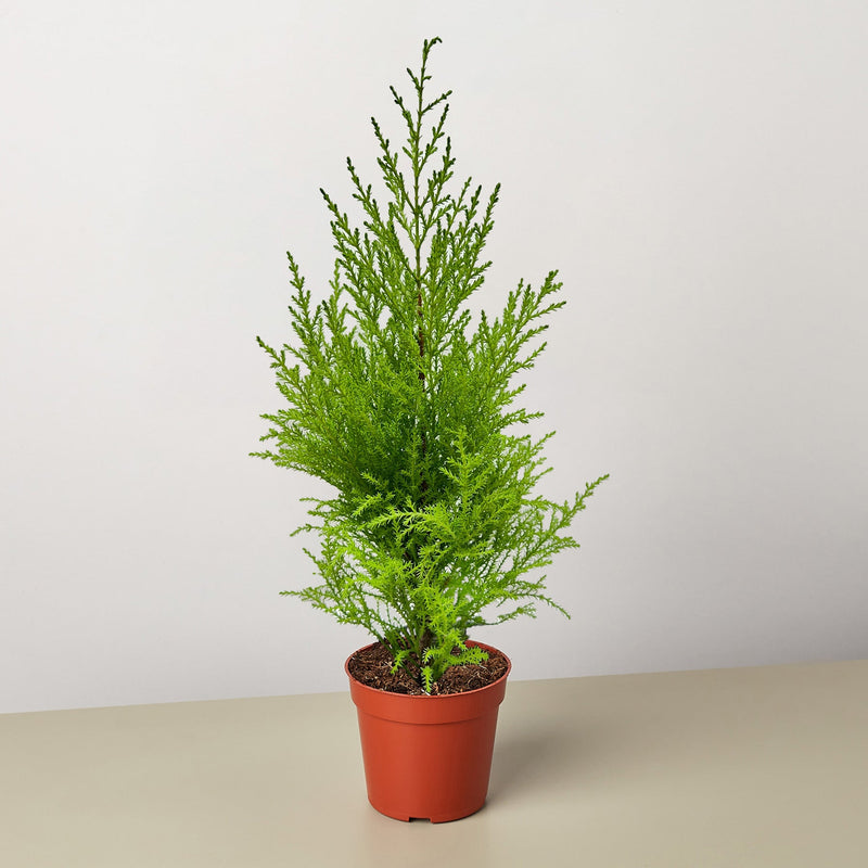 Load image into Gallery viewer, Cypress Lemon
