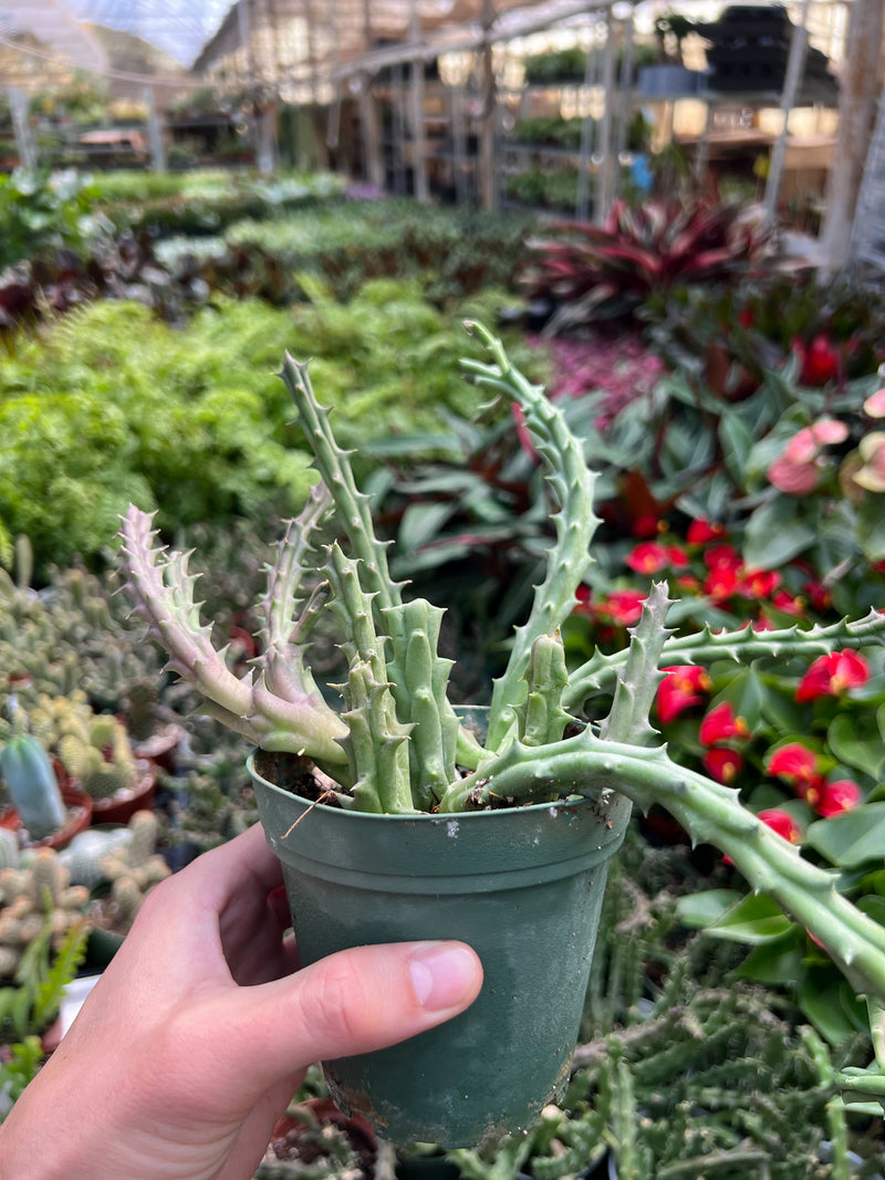 Load image into Gallery viewer, Lifesaver Cactus

