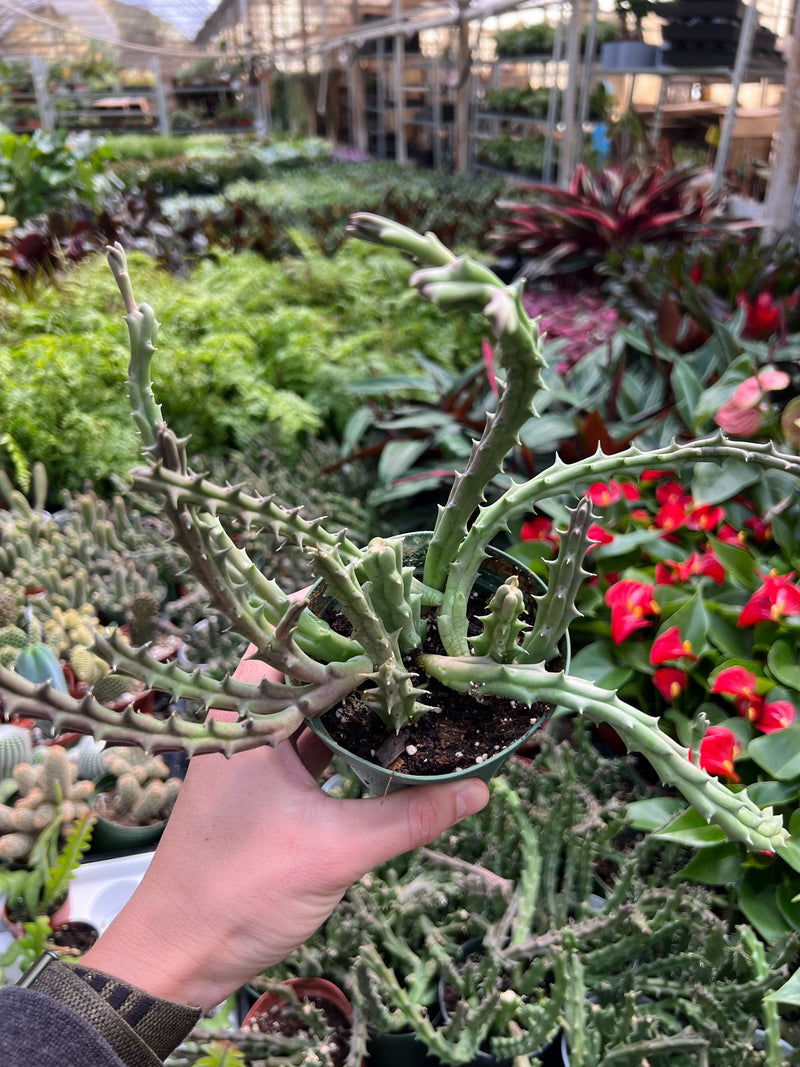 Load image into Gallery viewer, Lifesaver Cactus
