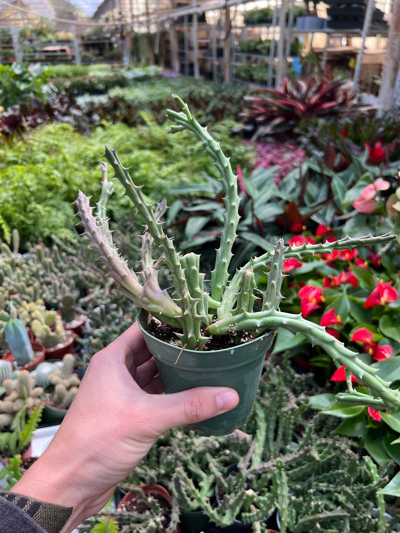 Load image into Gallery viewer, Lifesaver Cactus
