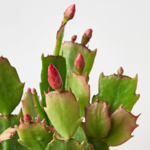 Zygocactus 'Christmas Cactus', additional product view 2
