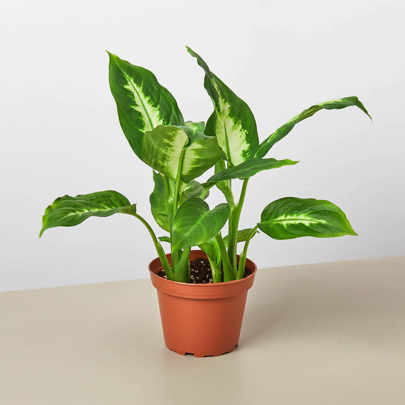 Load image into Gallery viewer, Dieffenbachia Camille
