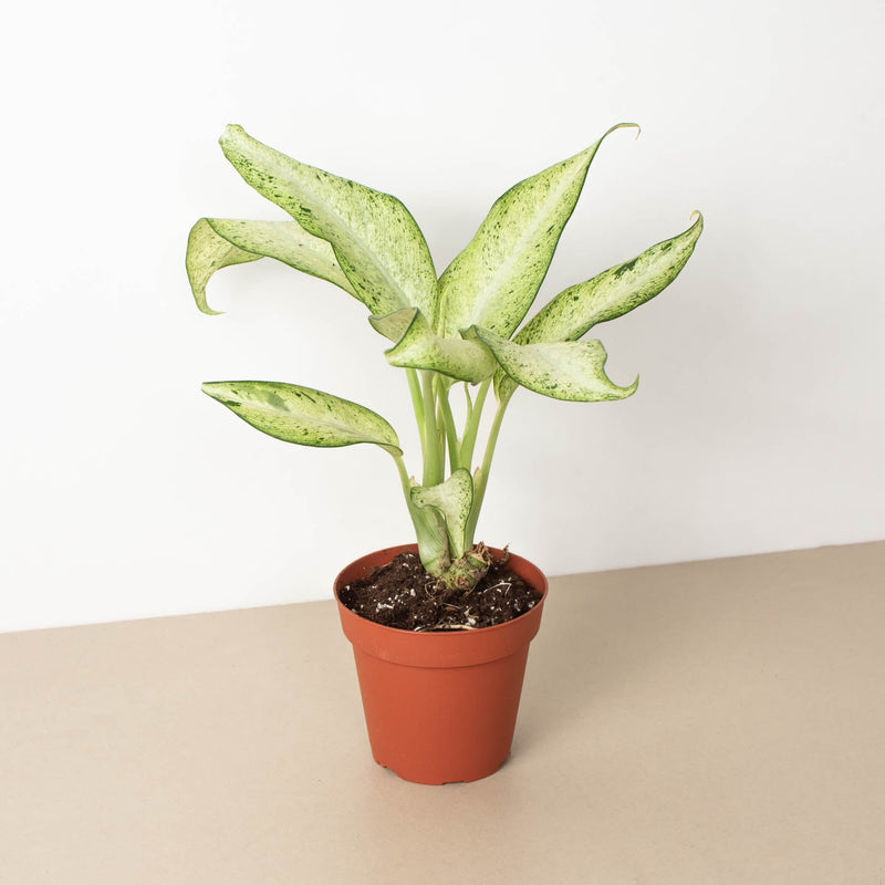Load image into Gallery viewer, Dieffenbachia 'Camouflage'
