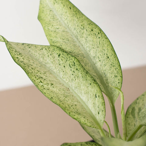 Dieffenbachia 'Camouflage', additional product view 2