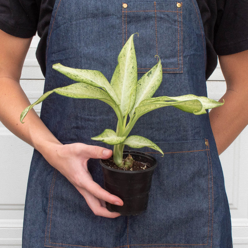 Load image into Gallery viewer, Dieffenbachia 'Camouflage'
