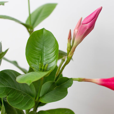 Dipladenia Premier Hot Pink, additional product view 2