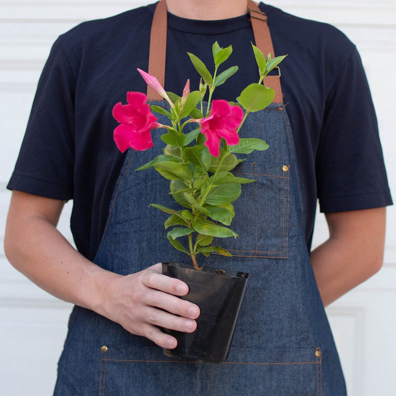 Load image into Gallery viewer, Dipladenia Premier Hot Pink

