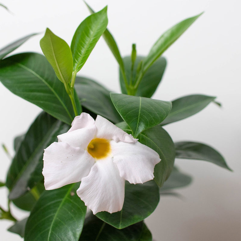 Load image into Gallery viewer, Dipladenia Premier Hot Pink
