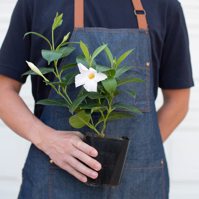 Load image into Gallery viewer, Dipladenia Premier Hot Pink
