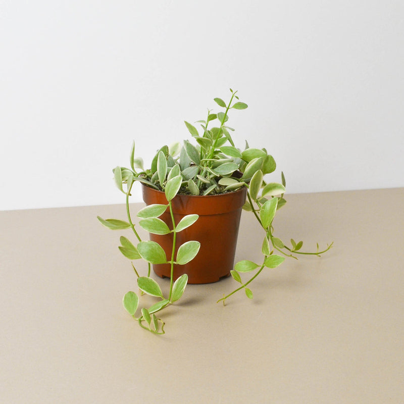 Load image into Gallery viewer, Succulent Dischidia Cascade
