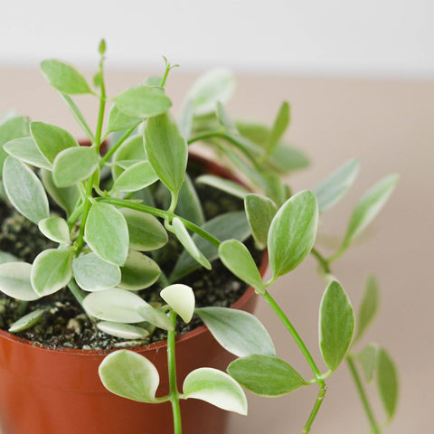 Succulent Dischidia Cascade, additional product view 2