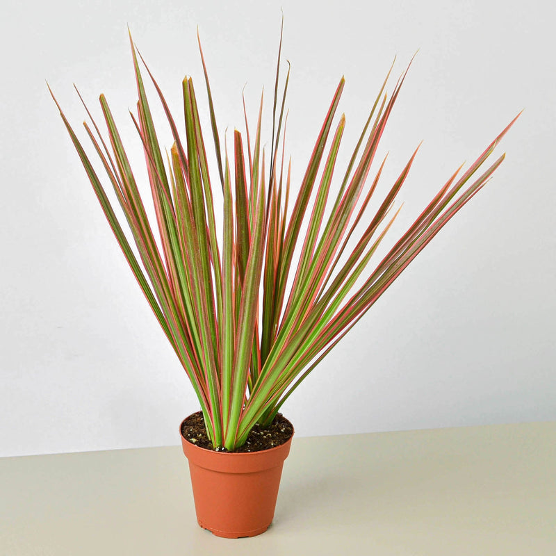 Load image into Gallery viewer, Dracaena 'Colorama'
