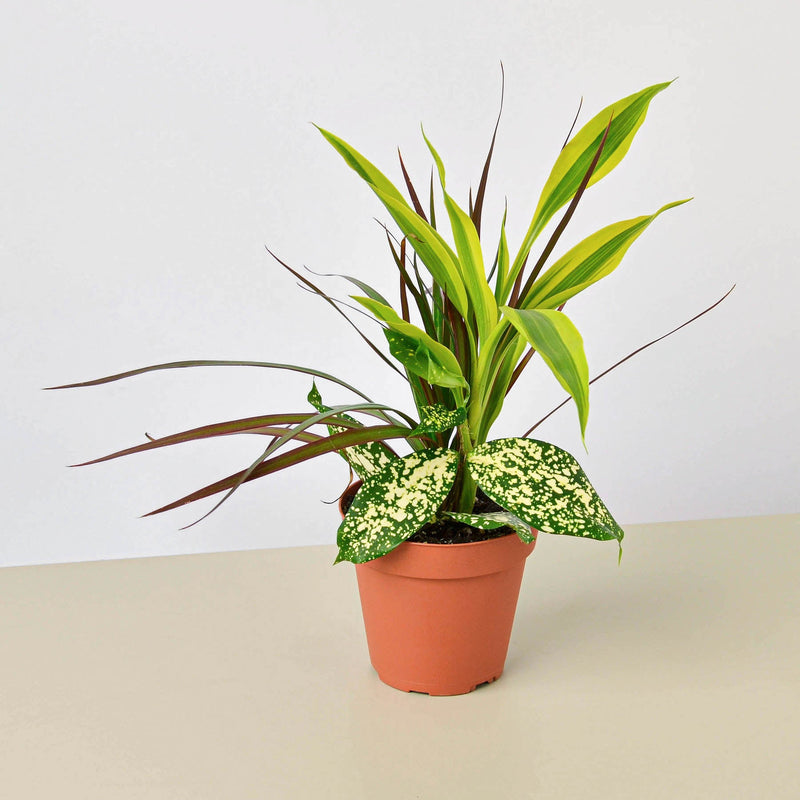 Load image into Gallery viewer, Dracaena 'Combo'
