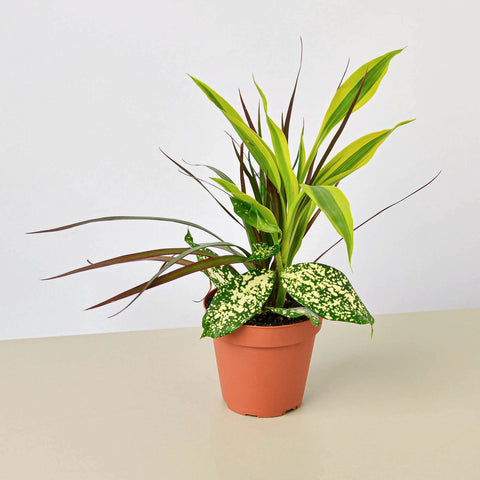 Dracaena Combo