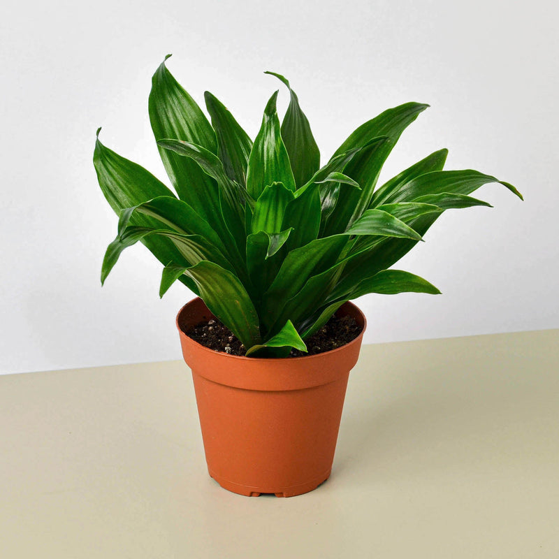 Load image into Gallery viewer, Dracaena 'Janet Craig'
