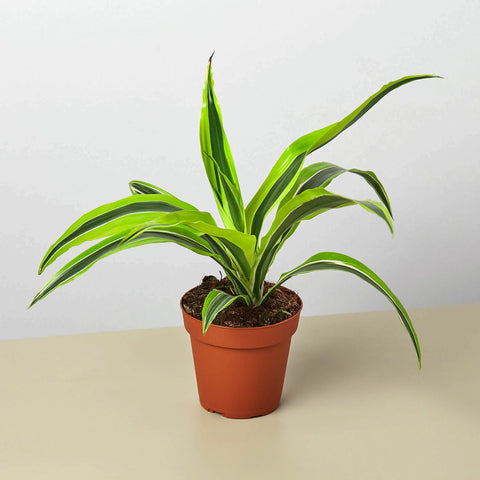 Dracaena Lemon Lime