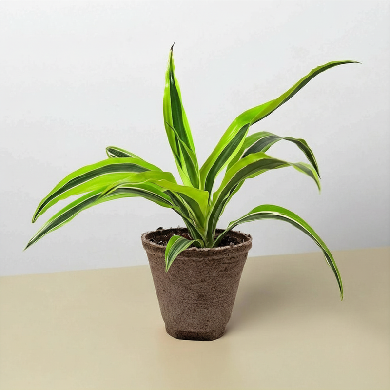 Load image into Gallery viewer, Dracaena 'Lemon Lime'
