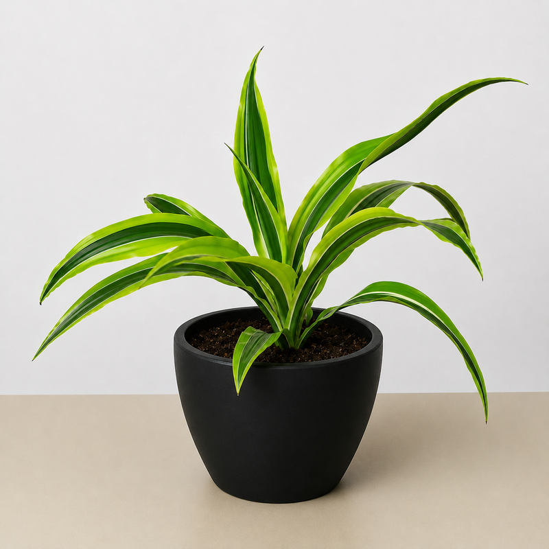 Load image into Gallery viewer, Dracaena 'Lemon Lime'
